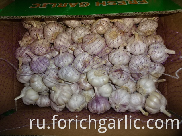 Different Sizes Normal Garlic 2019